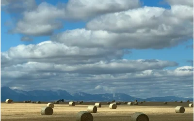 Signal Fatigue: When Love of Teaching Meets the Limits of the System